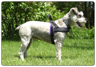 pepper-harness.jpg