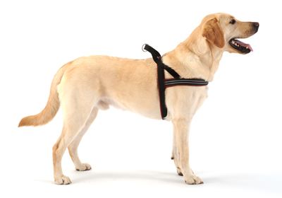 dog_harness_large.jpg